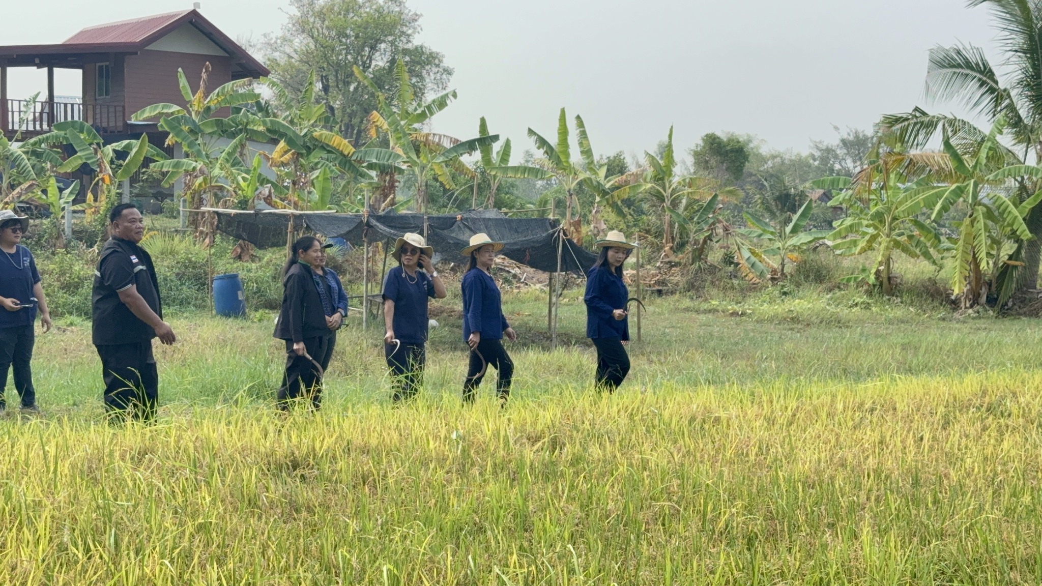 title - ส.ป.ก.ยโสธร ร่วมกิจกรรมเกี่ยวข้าว ภายใต้โครงการปลูกข้าวเฉลิมพระเกียรติ พระบาทสมเด็จพระเจ้าอยู่หัวฯ เนื่องในโอกาส มหามงคลเฉลิมพระชนมพรรษา 74 พรรษา